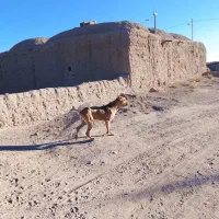 سگ گله جناور دیده|سگ|سرایان, |دیوار