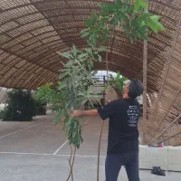 نهالستان و مزرعه گردشگری ، نهال انبه پیوندی