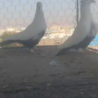 یه جفت دم سیاه|پرنده|تاکستان, |دیوار