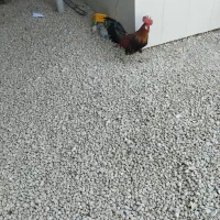 فروش مرغ و خروس محلی|حیوانات مزرعه|بندر دیر, |دیوار