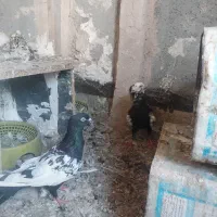 دوتا بزک نر سینه سیاه ماده