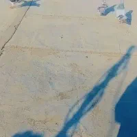 کفتر|پرنده|کهنوج, |دیوار