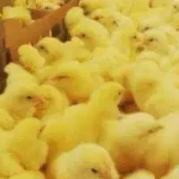 پرنده گوشتی راس آمل قیمت مناسب