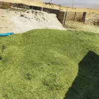 یونجه|خدمات باغبانی و درختکاری|دهدشت, |دیوار