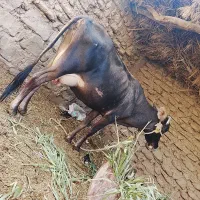 س یک عدد گاوزایده با گوساله ماده وطنی