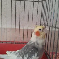 عروس هلندی