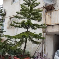 فروش درخت کاج مطبق و سیکاس