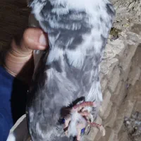 کبوتر دم قهوه ایی|پرنده|سوسنگرد, |دیوار