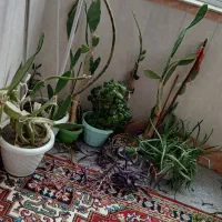 تمام گلها باهم