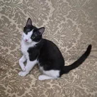 واگذاری گربه