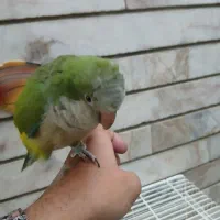 طوطی راهب نر فوق العاده دستی|پرنده|اصفهان, کوجان|دیوار