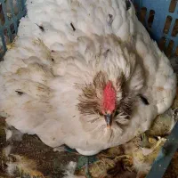 مرغ ووخروس گلین