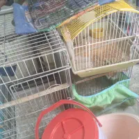 قفس طوطی و مرغ عشق