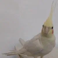 عروس هلندی لوتینو نر