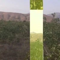 ۱۰هکتار باغی وکشاورزی فروش فوری تا پایان هفته|فروش دفتر صنعتی، کشاورزی، تجاری|شیراز, داریون|دیوار