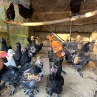 مرغ برهما،سیبرایت،چاپنیز