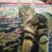 واگذاری رایگان گربه