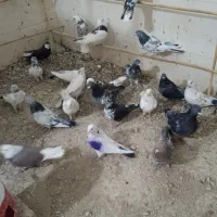 یه کوله کفتر پرشی|پرنده|نیمروز, |دیوار