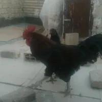 جوجه خروس لاری با یک خروس محلی بزرگ|پرنده|مشهد, شهید قربانی|دیوار