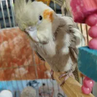 عروس هلندی ماده|پرنده|نقده, |دیوار