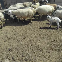40راس میش ابستن