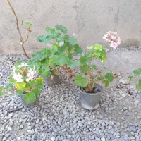 گل قاشقی و شمعدونی