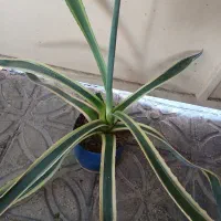 کاکتوس آگاو  و آلوورا|گل و گیاه طبیعی|شیراز, تحویلی|دیوار