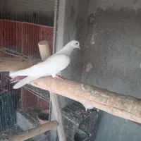 کبوتر