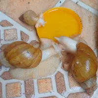 واگذاری حلزون آلبینو