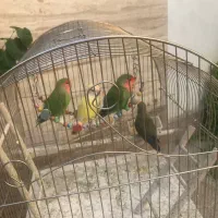 ۱۰ عدد طوطی رنگا رنگ برزیلی