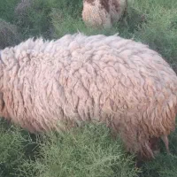 گوسند