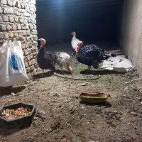 ۵۰ عدد تخم بوقلمون برنز نوتفه دار