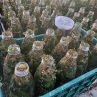 خیارشور بطری ودبه.ترد.ادویه .کره مغزیجات.مانکن|خوردنی و آشامیدنی|بجنورد, |دیوار