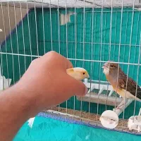 قناری مستِ هزار