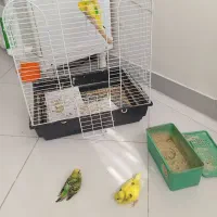 مرغ عشق مولد با جوجه