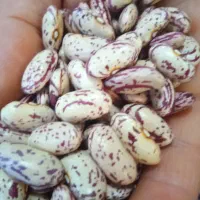 برنج لنجان وحبوبات|خوردنی و آشامیدنی|ایذه, |دیوار