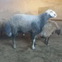 قوچ دو دندان