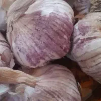 سیر خشک ۲۰کیلو
