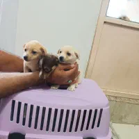 توله شیواوا|سگ|قرچک, پویینک|دیوار