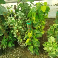 گل طبیعی|گل و گیاه طبیعی|آزادشهر, |دیوار