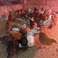 فروش جوحه ۹۰ روزه