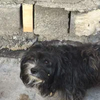 5000000|سگ|بندر ماهشهر, |دیوار