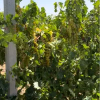 تیرچه باغی داربست باغ انگور تیرچه انگور پایه انگور