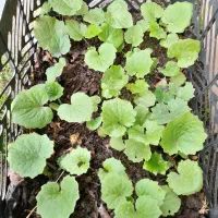 گل سینره بهاری|گل و گیاه طبیعی|تالش, هشتپر|دیوار