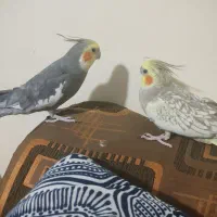 یک جفت عروس هلندی سخنگو به فروش می رسد|پرنده|زرقان, |دیوار