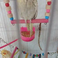 عروس هلندی