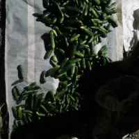 خیارخیارشوری وخوراکی درجه یک ابیاری با اب چشمه