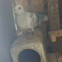 شامی درشت|حیوانات|رفسنجان, |دیوار