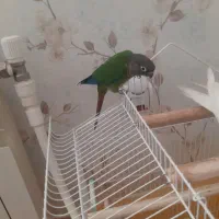 فروش پرنده با قفس|پرنده|زنجان, |دیوار