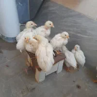 فروش ۱۳ عدد جوجه ۴۵ روزه